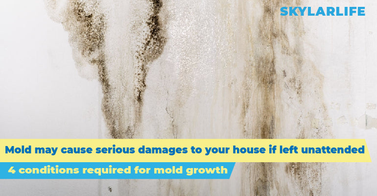 Mold stain may cause serious damages to your house if left unattended